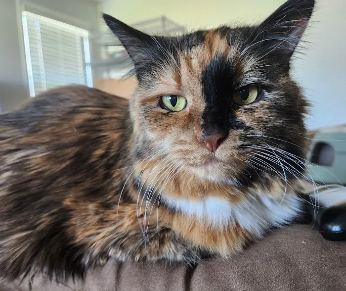Catisfaction Cat Clinic Picture 1