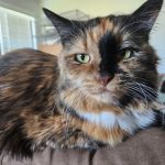 Catisfaction Cat Clinic