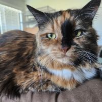 Catisfaction Cat Clinic ico