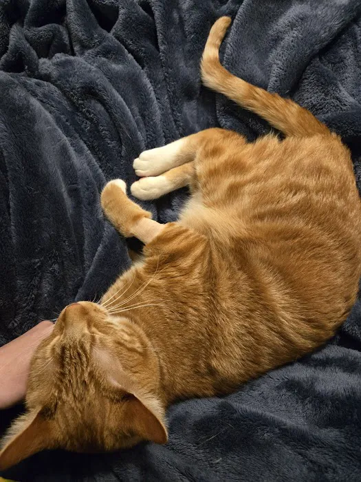 Catisfaction Cat Clinic Picture 2