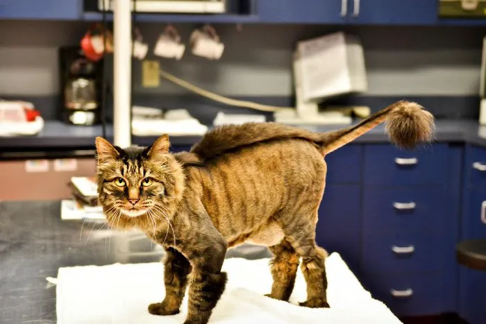 Catisfaction Cat Clinic Picture 3