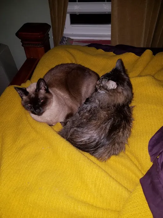 Catisfaction Cat Clinic Picture 6