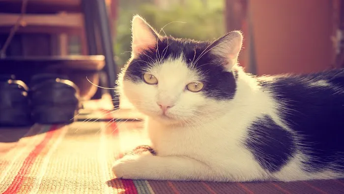 Catisfaction Cat Clinic Picture 5