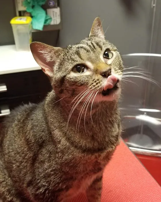 Catisfaction Cat Clinic Picture 4