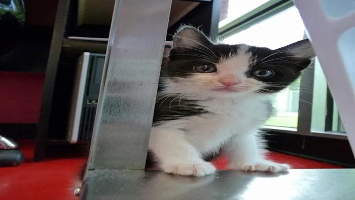 Catisfaction Cat Clinic Picture 7