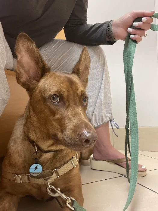 Animal Care Clinic & Hospital Picture 3