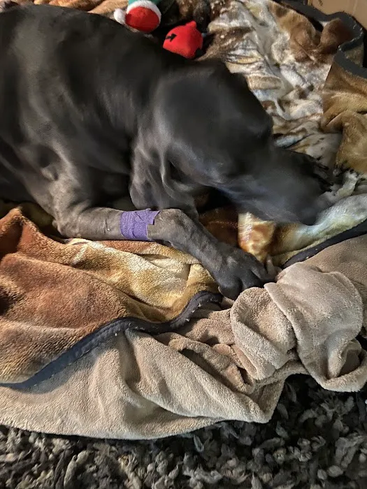 Animal Care Clinic & Hospital Picture 9