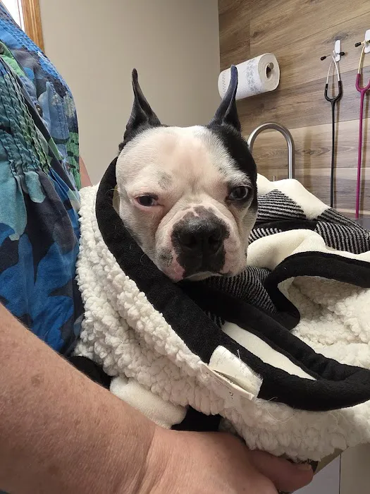 All Animals Veterinary Hospital Picture 4