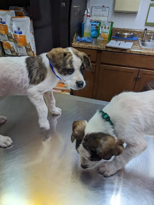 All Animals Veterinary Hospital Picture 8