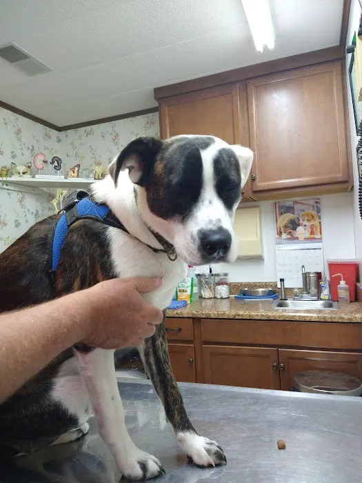 All Animals Veterinary Hospital Picture 5