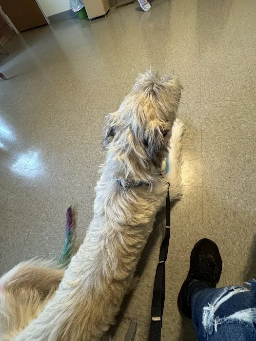 Mt Pleasant Animal Hospital Picture 3