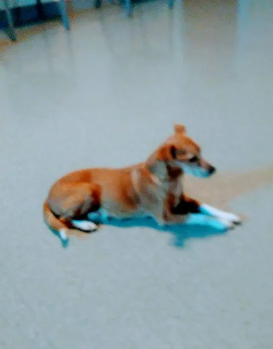 Mt Pleasant Animal Hospital Picture 4