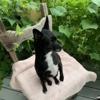 Gordonsville Veterinary Clinic ico