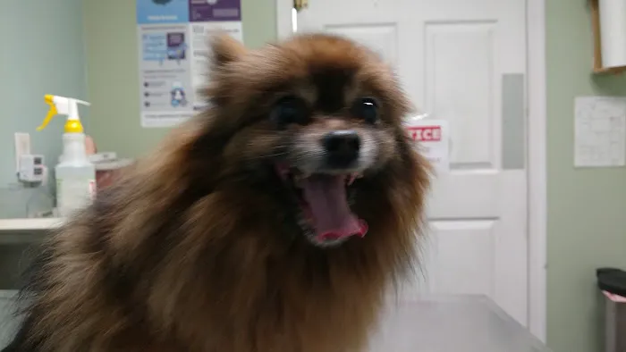 Pet-Agrees Wellness Services Picture 3