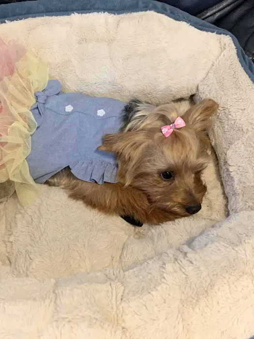 Pet-Agrees Wellness Services Picture 4