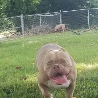 Pet-Agrees Wellness Services ico