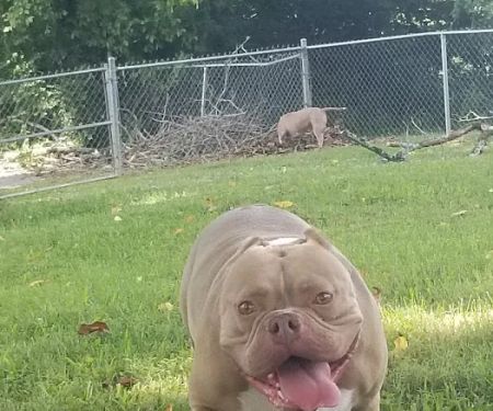 Pet-Agrees Wellness Services