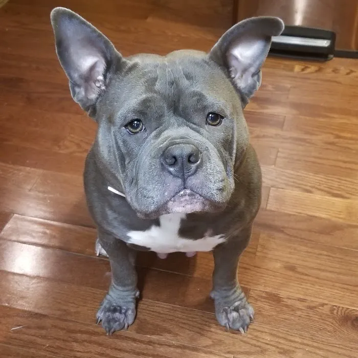 Pet-Agrees Wellness Services Picture 8