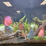 Moses Animal Clinic