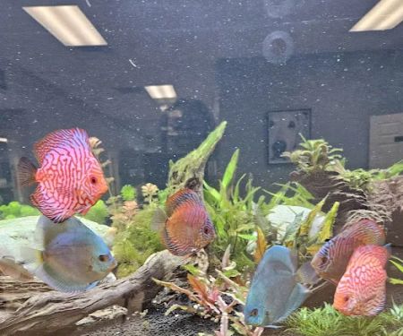 Moses Animal Clinic