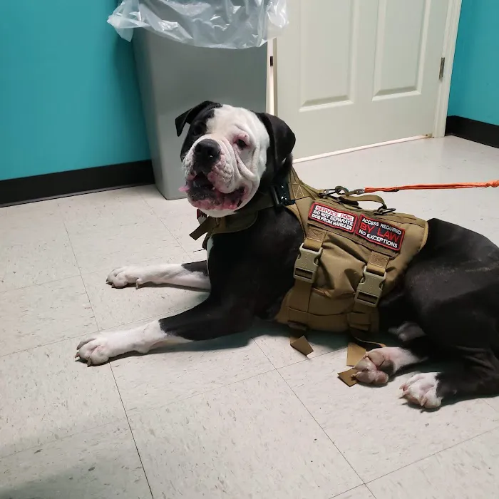 Moses Animal Clinic Picture 6