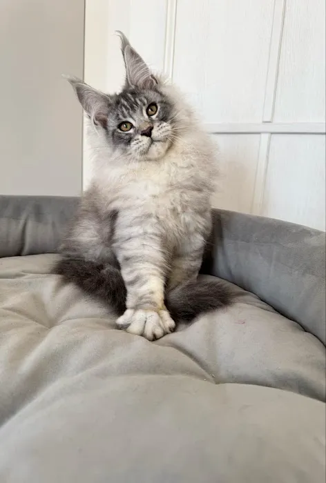 TayTy Maine Coons Picture 1