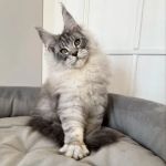 TayTy Maine Coons