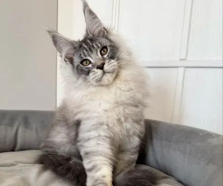 TayTy Maine Coons