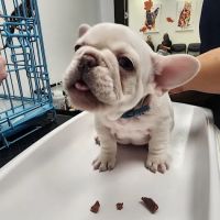 Chickamauga Veterinary Clinic ico