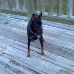 South Town Veterinary Clinic