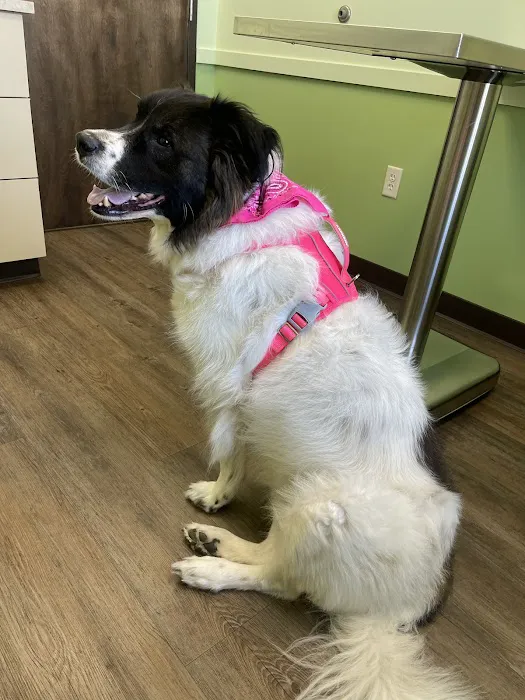 South Town Veterinary Clinic Picture 5