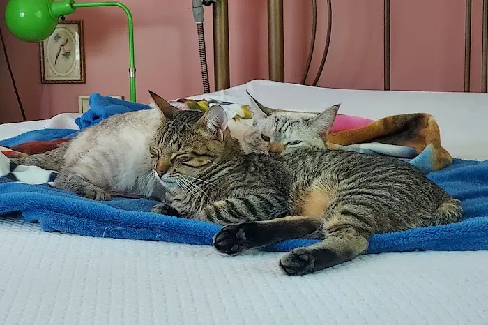 South Town Veterinary Clinic Picture 9
