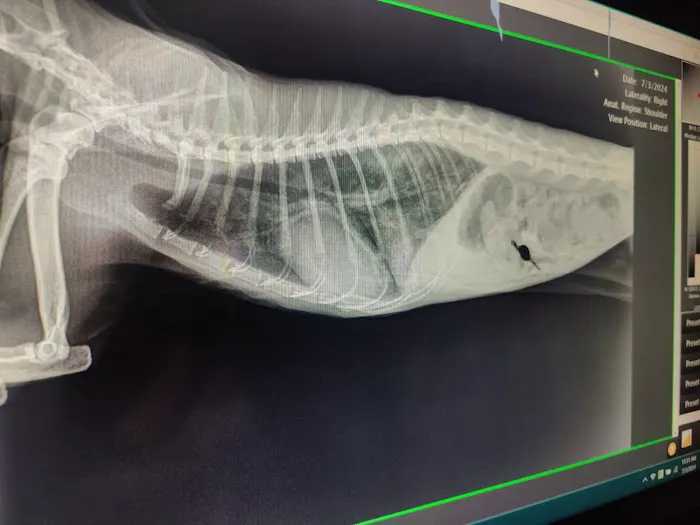 Cornerstone Veterinary Service Picture 4