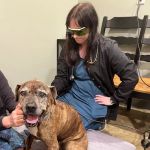 Chattanooga Holistic Animal Institute