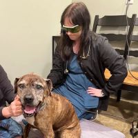 Chattanooga Holistic Animal Institute ico