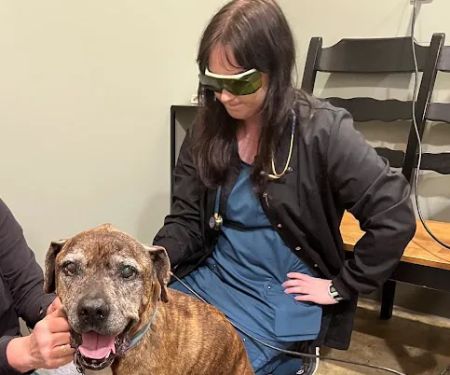 Chattanooga Holistic Animal Institute
