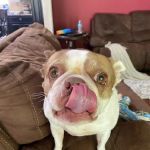 Mountain Top Animal Clinic