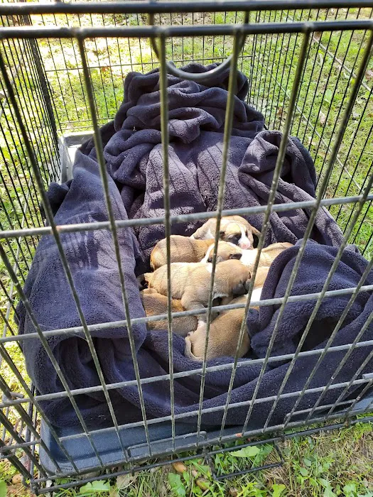 Mountain Top Animal Clinic Picture 9