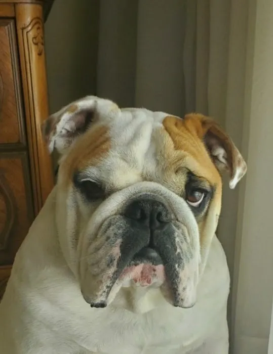 Rolling Pet Veterinary Services Picture 3