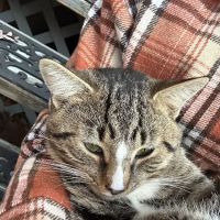 Rolling Pet Veterinary Services ico