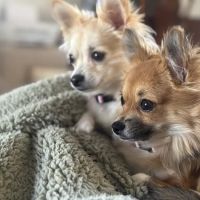 Parkview Animal Wellness ico