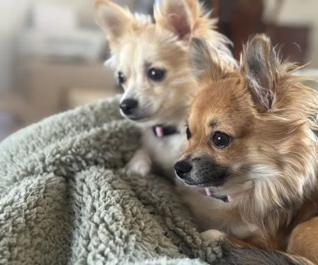 Parkview Animal Wellness