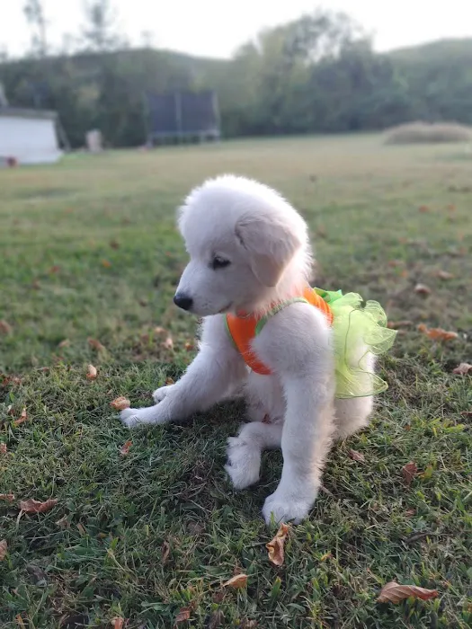 Parkview Animal Wellness Picture 4