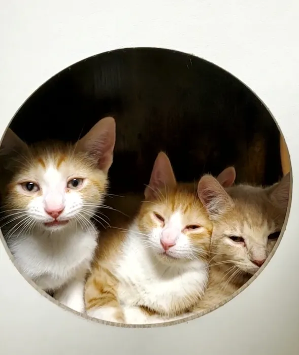 Parkview Animal Wellness Picture 8