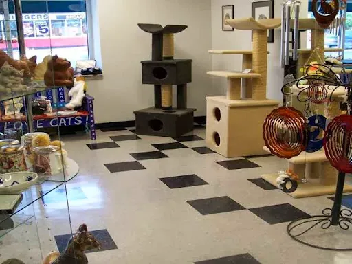 Cat Clinic of Chattanooga Picture 6