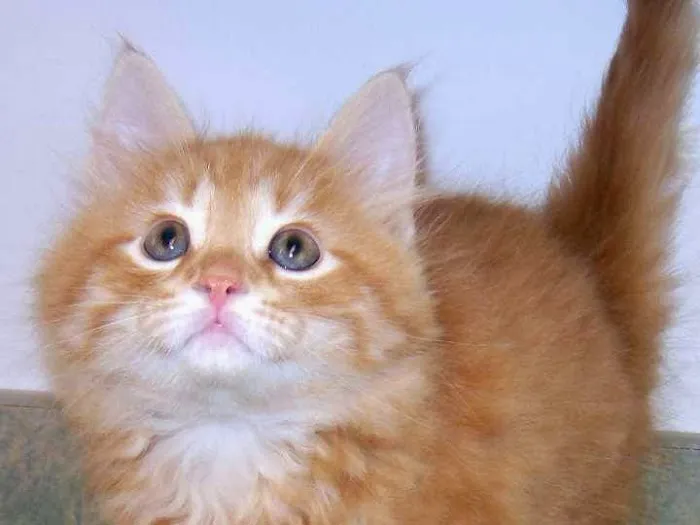 Cat Clinic of Chattanooga Picture 4