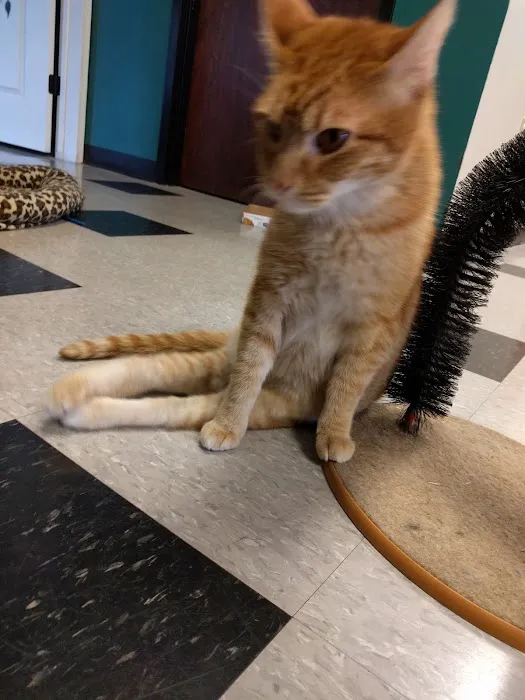 Cat Clinic of Chattanooga Picture 10