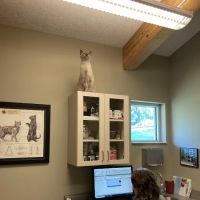 Riverview Animal Hospital ico
