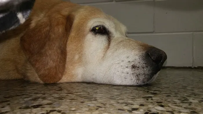 Animal Clinic Downtown Picture 2