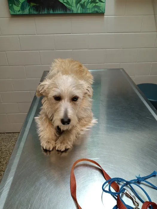 Animal Clinic Downtown Picture 3